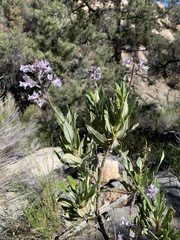 Eriodictyon trichocalyx lanatum