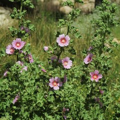 Malva lusitanica
