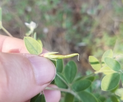 Acmispon americanus americanus
