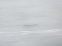 Eschrichtius robustus