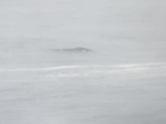 Eschrichtius robustus