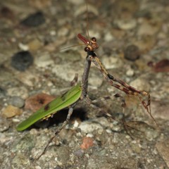 Pseudovates arizonae