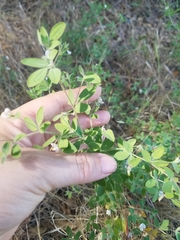 Acmispon americanus americanus