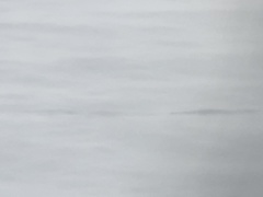 Eschrichtius robustus