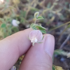 Acmispon americanus americanus