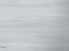 Eschrichtius robustus