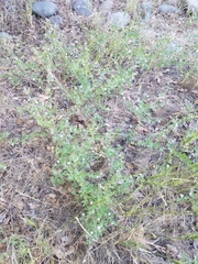 Acmispon americanus americanus