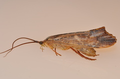 Nemotaulius hostilis