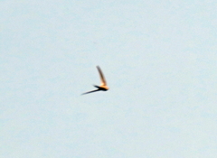 Cypsiurus parvus