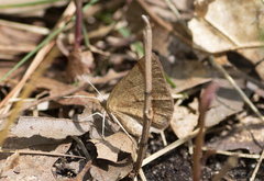 Petrophora subaequaria