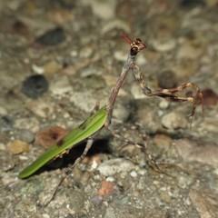 Pseudovates arizonae