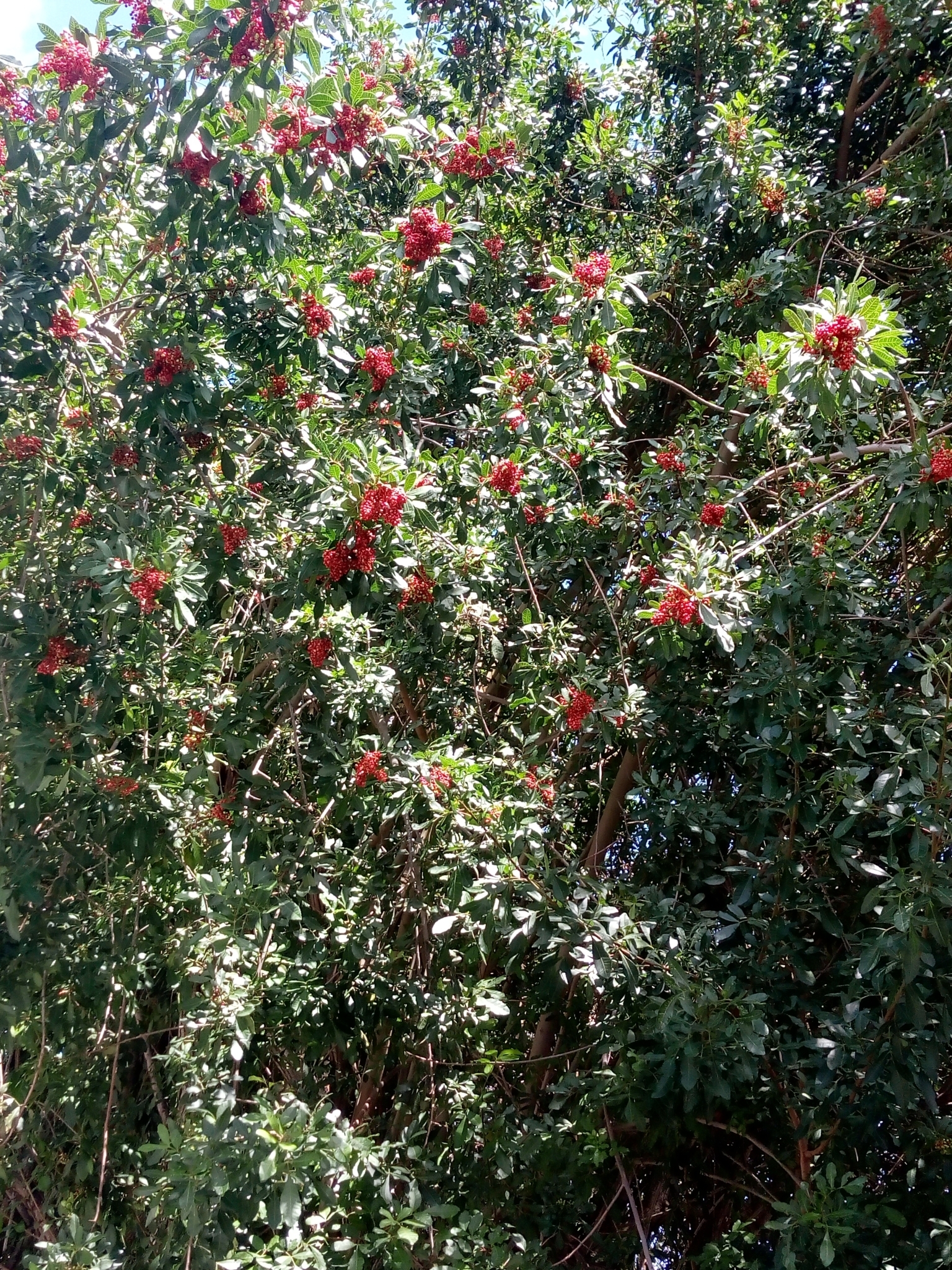 Schinus terebinthifolia