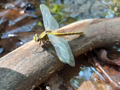Gomphus