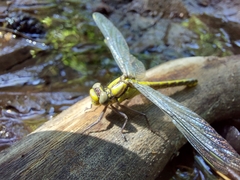 Gomphus