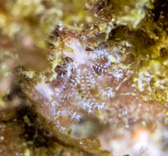 Clavularia crassa