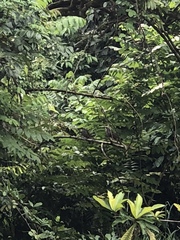 Pycnonotus zeylanicus