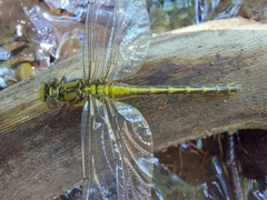 Gomphus