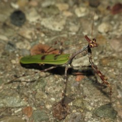 Pseudovates arizonae