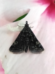 Heliothela