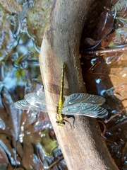Gomphus