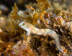 Microlipophrys dalmatinus