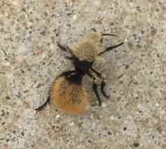Dasymutilla magna