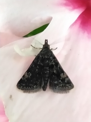 Heliothela