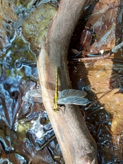 Gomphus