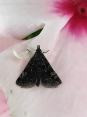 Heliothela