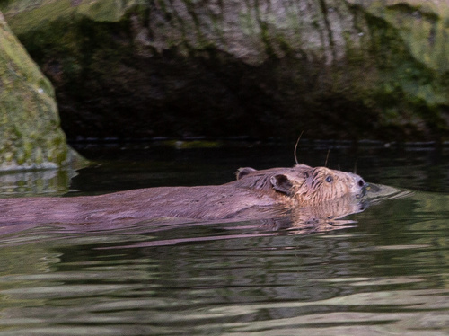 American Beaver photographed in Arizona