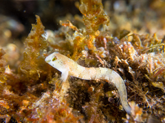 Microlipophrys dalmatinus