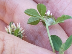 Trifolium glomeratum image