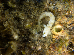 Microlipophrys dalmatinus