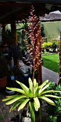 Tillandsia tovarensis