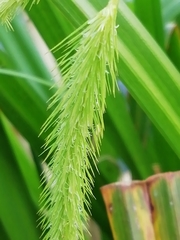 Carex pseudocyperus