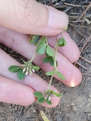 Trifolium glomeratum image