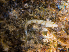 Microlipophrys dalmatinus