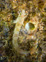 Microlipophrys dalmatinus