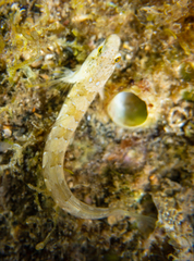 Microlipophrys dalmatinus