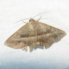 Lesmone griseipennis