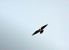 Corvus albus