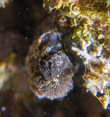 Phallusia fumigata