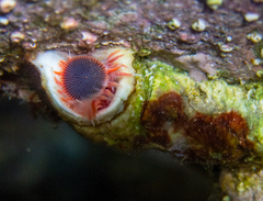 Serpula vermicularis