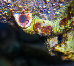 Serpula vermicularis