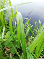 Carex pseudocyperus