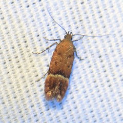 Eudactylota iobapta