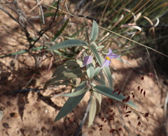 Solanum nemophilum