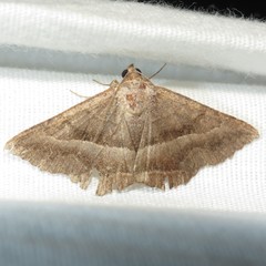 Lesmone griseipennis