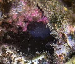 Phallusia fumigata