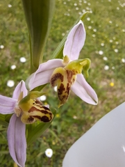 Ophrys apifera trollii